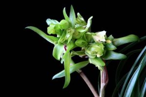 10年前這種“花”賣(mài)出天價(jià)，現(xiàn)在變成平民價(jià)，還不趕緊養(yǎng)1盆？