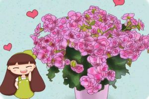 這7種花，北陽(yáng)臺(tái)也能開(kāi)爆盆，耐陰又好養(yǎng)！