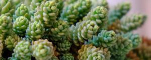 開(kāi)花好看的多肉有哪些