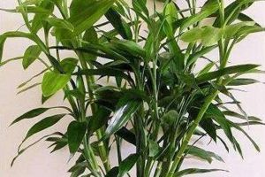 盤點(diǎn)一下適合客廳養(yǎng)的花，有錢人都養(yǎng)這“3種”，你養(yǎng)的啥？