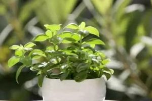 這4種漂亮花養(yǎng)家里，澆點(diǎn)水呼呼長，都能養(yǎng)10年！
