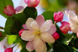 花肥不如這種“廢料”，澆一次肥效足，“植株”棵棵長(zhǎng)勢(shì)旺！