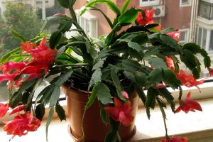 蟹爪蘭有個(gè)“小開關(guān)”，打開后花芽冒不停，開花將近200朵！