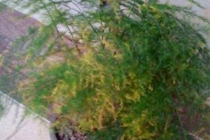這4種“好物”來(lái)養(yǎng)花，兌點(diǎn)水澆盆里，富貴竹、文竹不黃葉