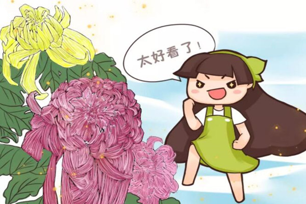 10款絕美菊花，國慶搶手貨，太震撼了！