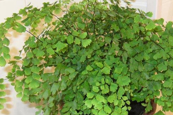 這種“草”，被人稱做“生物凈化器”，是吸濕氣和濁氣的一把手！