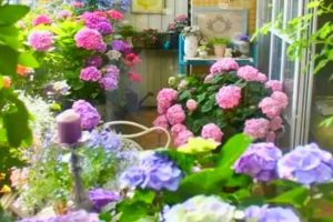 陽臺(tái)養(yǎng)花手冊(cè)，3㎡也能變花園，好想天天宅在家！