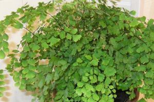 這種“草”，被人稱做“生物凈化器”，是吸濕氣和濁氣的一把手！