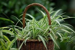 吊蘭家家有，可這4種你養(yǎng)了嗎，“四季常青”不說還能開花