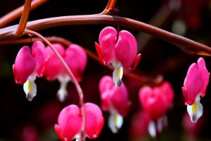 秋冬季節(jié)馬上來，家里養(yǎng)幾盆“凍不死”花卉，再冷也能賞花！
