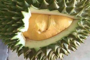 吃剩的榴蓮核別扔，水里泡一泡，埋在土里瘋長