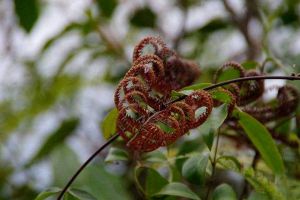別看這種植物“丑”，市場(chǎng)上都搶不著，營(yíng)養(yǎng)比燕窩還高！