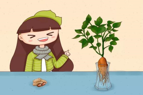 玉米棒子插水里，7天長成小盆栽，鄰居看了都驚奇！