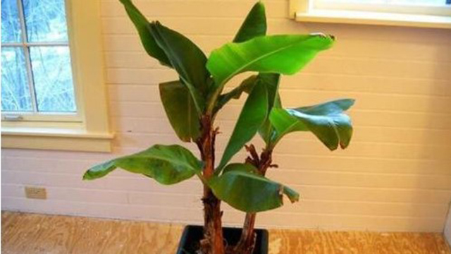 “香蕉”也能家里種？真是頭一次聽說，這下爛香蕉可別扔了