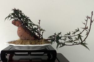 把“芋頭”扔水里，3個(gè)月長(zhǎng)成大盆栽，長(zhǎng)得堪比“滴水觀音”