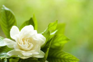 茉莉花冬天養(yǎng)，盆里放幾粒小東西，保暖效果好，來年嫩葉冒不停！