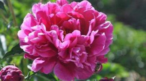 “芍藥花”開花似牡丹，秋天養(yǎng)一盆，來(lái)年花開不斷