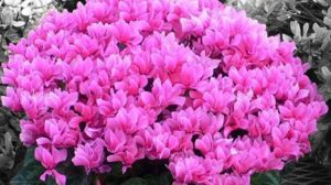 秋冬也想“花滿盆”？那就養(yǎng)這“3種”，天氣冷也能開花旺！