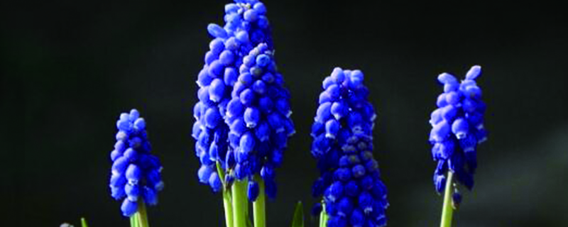 葡萄風(fēng)信子幾月開(kāi)花，花期怎么管理