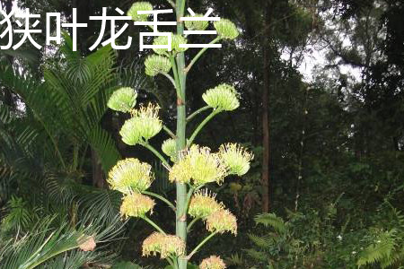 狹葉龍舌蘭