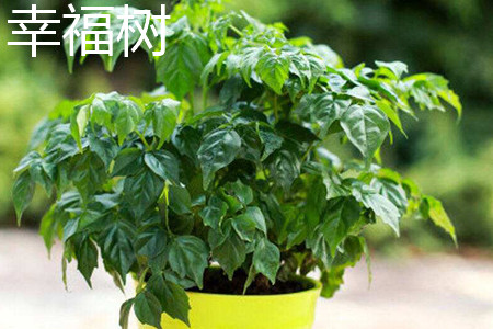 幸福樹(shù)