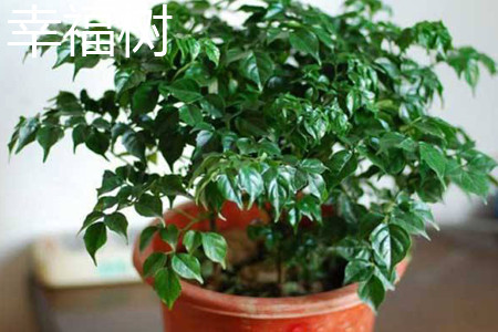幸福樹(shù)