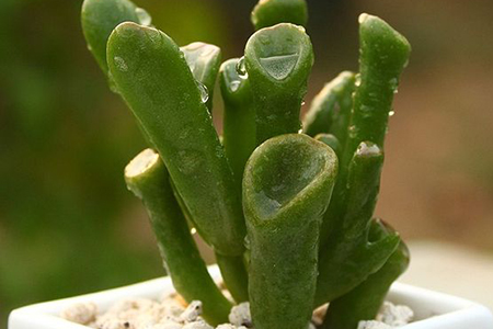 吸財(cái)樹(shù)