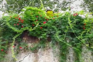鄉(xiāng)下人養(yǎng)花，就是接地氣，靠天吃飯才能大爆發(fā)！