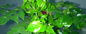 幸福樹如何讓莖變粗