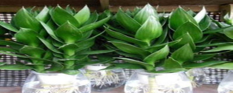蓮花竹怎么養(yǎng)護(hù)，有什么風(fēng)水作用
