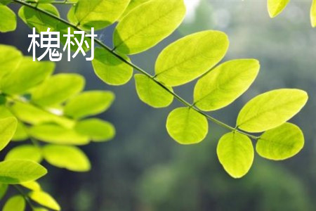 槐樹