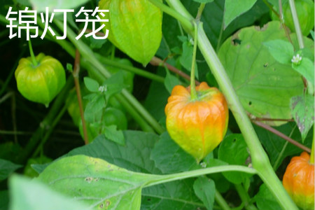 錦燈籠果實(shí)