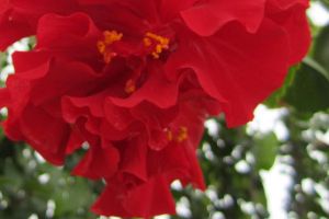 這種“花”，365天都開花，還有人不知道，喜歡花的朋友別錯(cuò)過