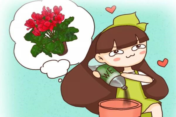 長(zhǎng)壽君子蘭...秋天加點(diǎn)它，葉子肥的直流油，花苞開的止不??！