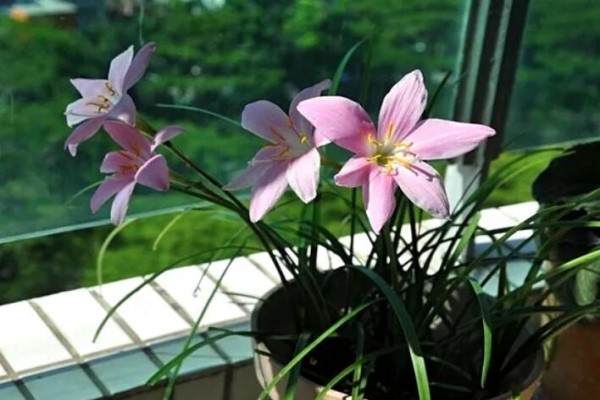 吾愛養(yǎng)花，與性別年齡身份無關(guān)！