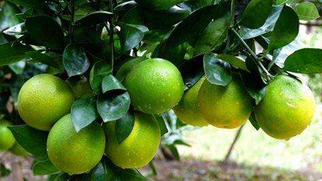 單子葉植物與雙子葉植物區(qū)別