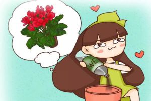 長壽君子蘭...秋天加點它，葉子肥的直流油，花苞開的止不??！