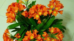 家里養(yǎng)盆君子蘭，開花預(yù)示好兆頭！你的君子蘭開花了嗎？