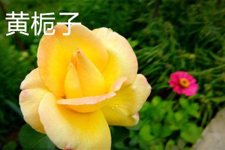 黃梔子，花.jpg