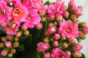 秋天養(yǎng)點什么花？選這3種，它們就喜歡在秋天開花開滿盆