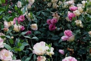 這種花能看出“雙色”花，很多人卻不知道，真可惜