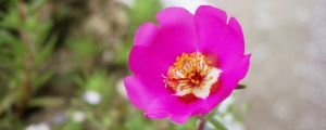 午時(shí)花什么時(shí)候開(kāi)，怎么養(yǎng)花朵才開(kāi)的更鮮艷