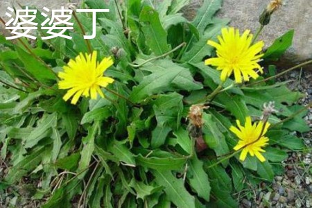 婆婆丁，花.jpg
