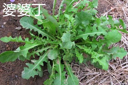 婆婆丁，葉.jpg