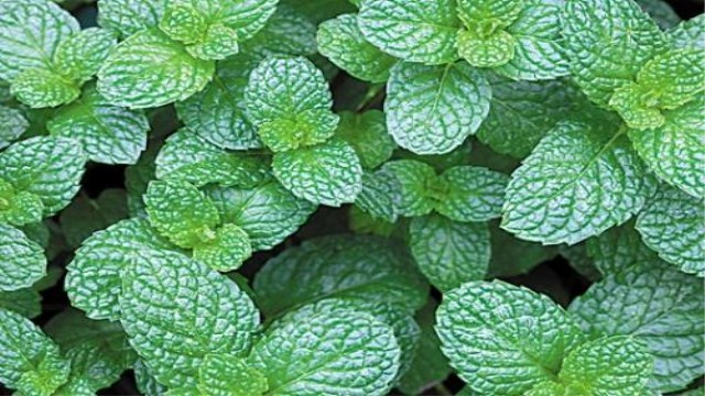 留蘭香和薄荷的區(qū)別