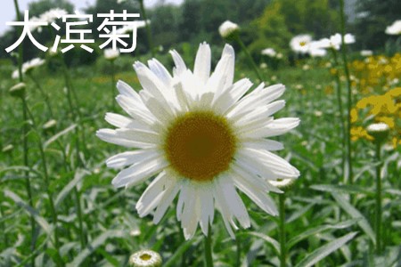 大濱菊，花.jpg