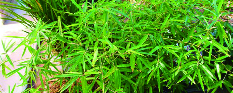 觀音竹的養(yǎng)殖方法和注意事項，和富貴竹有什么區(qū)別