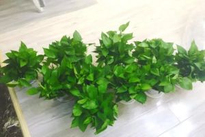 甲醛能潛伏15年，趕緊放盆吸毒花，全家老小都受益！