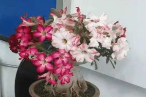 這花比月季還漂亮，隨手切1刀，1盆能開5色花！