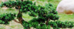 羅漢松種子幾天能發(fā)芽（怎么催芽，發(fā)芽能見(jiàn)光嗎）